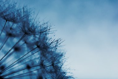 Karahindiba arka plan. Bitki tohumları su ile soyut makro fotoğraf damla