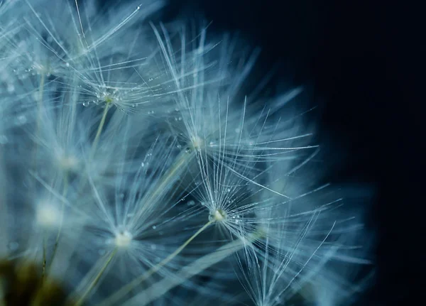 蒲公英的抽象背景。植物硒的抽象宏照片 — 图库照片