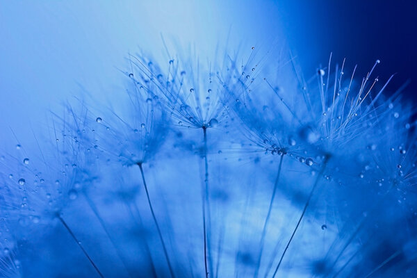 Abstract macro photo of dandelion seeds with water drops.