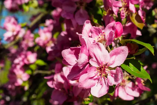 Manzana flor sobre fondo de la naturaleza, flores de primavera — Foto de Stock