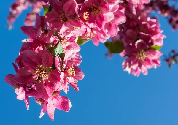 Roze bloesem apple over blauwe hemelachtergrond, Lentebloemen — Stockfoto