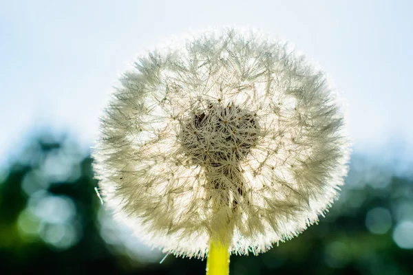 Flor de diente de león con gotas de rocío contra el sol. Macro — Foto de Stock