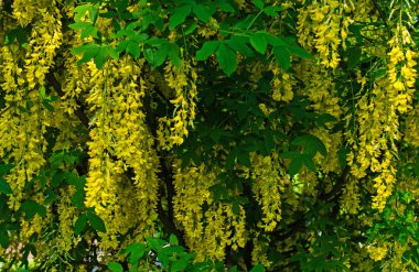 Sarı akasya çiçekler dallar üzerinde. doğa arka plan