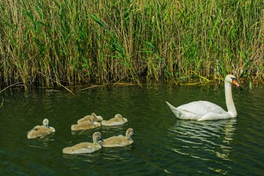 yavrular ile gölde Kuğu