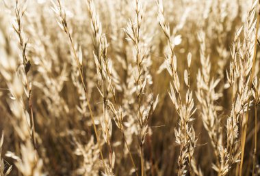 kuru ot arka plan SAP.