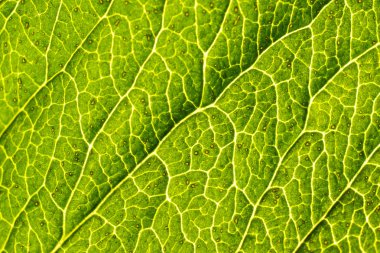 yaprak yeşil doku. yumuşak odak