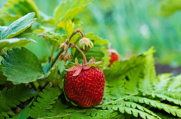 La fresa madura que crece en la planta. arbusto de fresa de cerca — Foto de Stock