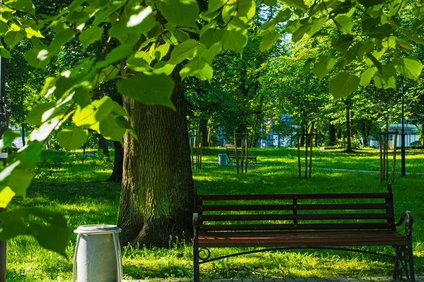 Скамейка в летнем парке в рамке листовок. природа фон — стоковое фото