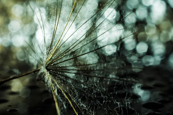 Dandelion abstract background. Shallow depth of field. — Stock Photo, Image