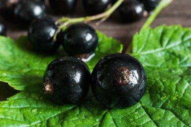 yeşil yaprak üzerinde siyah kuş üzümü. yumuşak odak