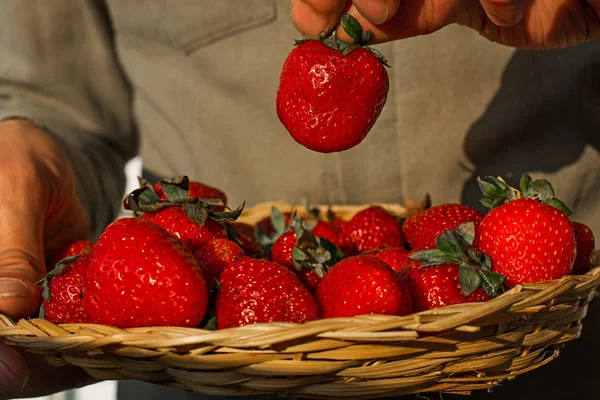 Laki-laki mengambil satu strawberry dari Wicker mangkuk penuh strawber — Stok Foto