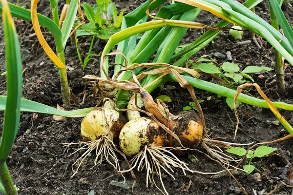 Bulbos de cebolla fresca excavada en el suelo — Foto de Stock