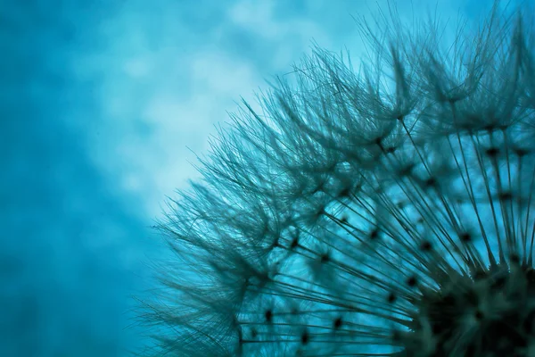 Fondo abstracto de flor de diente de león. profundidad de campo poco profunda — Foto de Stock