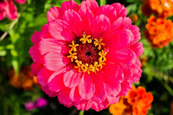 pink flower in the sun with dew drops. macro