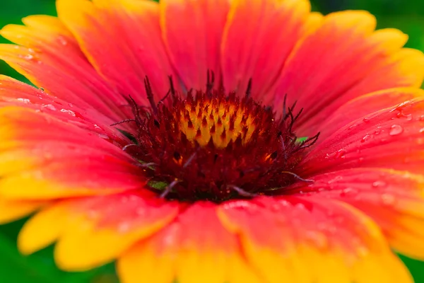 Bela flor de outono com pétalas amarelas e vermelhas. macro . — Fotografia de Stock