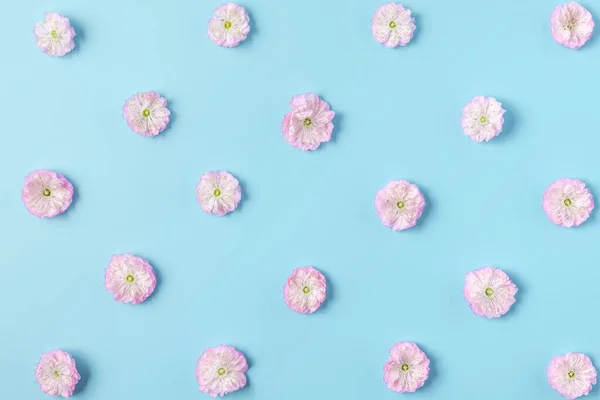 Pink cherry blossoming flowers pattern on blue background. Flat lay. Top view. Valentines day background. Floral pattern