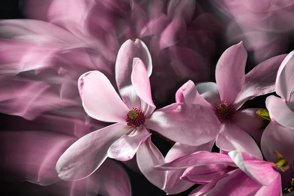 Розовые Цветы Магнолии Черном Фоне Длительное Воздействие Художественный Выстрел Эффектом — стоковое фото