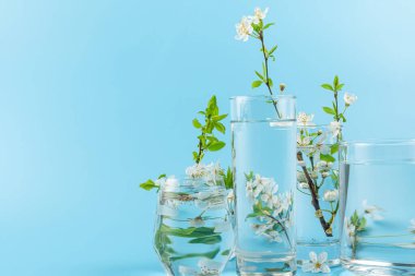 Bahar kiraz çiçekleri mavi arka plandaki bardaklar içinde suyun içinde bozulur. Yaratıcı natürmort. Asgari konsept