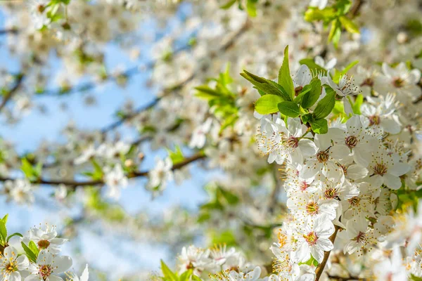Tak Van Lente Bloeiende Kersenboom Met Mooie Witte Bloemen Voorjaar — Stockfoto