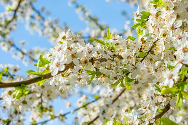 Voorjaar Bloeiende Kersenboom Met Mooie Witte Bloemen Lente Natuur Achtergrond — Stockfoto