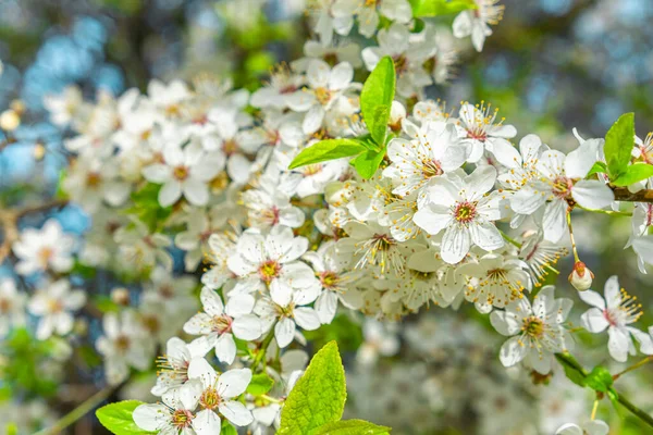 Cerezo Floreciente Primavera Con Hermosas Flores Blancas Primavera Naturaleza Fondo — Foto de Stock