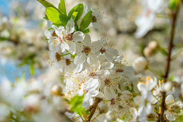 Cerezo Floreciente Primavera Con Hermosas Flores Blancas Fondo Naturaleza Primavera — Foto de Stock