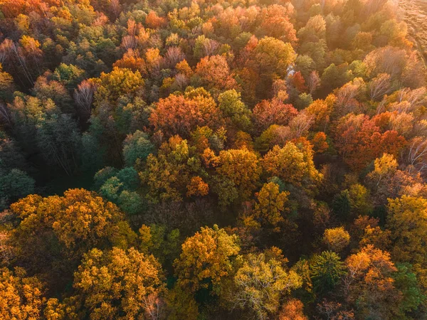 Aerial View Autumn Forest Beautiful Landscape Trees Green Red Orange — Stock Photo, Image