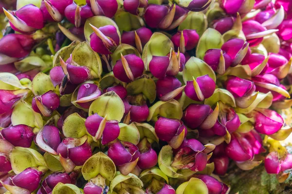 Doi Inthanon Ulusal Parkı, Chiang Mai, Tayland 'da tropikal ormanda yetişen egzotik Mucuna makrokarpa çiçekleri kümelerine yakın durun. Soyut doğa geçmişi. Dokulu bitkiler.