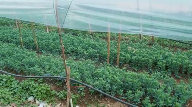 Tayland 'ın Chiang Mai kentindeki koruyucu plastik seranın altında sıra sıra büyüyen genç yeşil kasımpatı çiçekleri. Tarım, tarım ve bahçıvanlık konsepti. Organik ve yerel tarım.