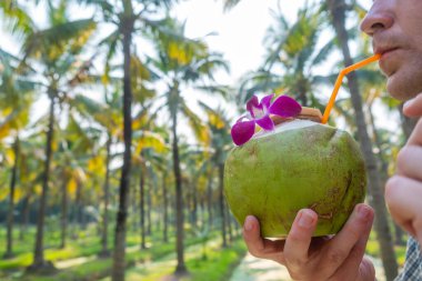 Man tourist drinking fresh coconut water with orchid flower in lush coconut grove in Chiang Mai, Thailand, enjoying tropical nature and refreshment. Mindful travel, sustainable tourism, tropical