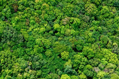 Phu Quoc Adası, Vietnam 'daki tropikal yağmur ormanlarının havadan görünüşü. İHA 'dan canlı doğal dokularda yemyeşil ağaç tepeleri. Soyut doğa arkaplanı ve dokusu.