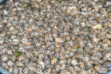 Group of live spotted sea snails Babylonia areolata submerged in water at traditional Vietnamese seafood market. Shellfish on display at food market in Phu Quoc, Vietnam. Sustainability, traditional