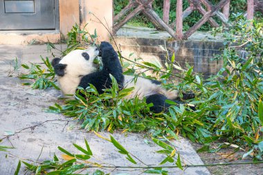 Dev panda sırtüstü uzanıp Çin 'in Chengdu Araştırma Üssü' nde bambu yaprakları yiyor. Biyolojik çeşitlilik, yaban hayatının korunması ve çevresel koruma.
