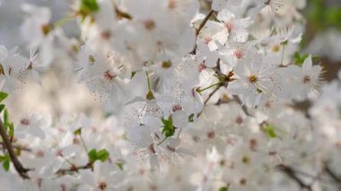 Ağaç dallarında çiçek açan bahar beyaz kirazı. Kapatın. Doğa geçmişi. Odaklan.