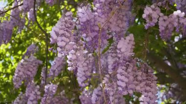 Bahar mevsiminde Çin salkımı çiçekleri açar. Mavi yağmur Wisteria çiçeği. Doğa arkaplanı.