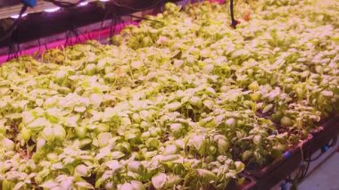 Kırmızı LED altında büyüyen fesleğen tohumu ev içi dikey çiftlikte sera koşullarında ışık üretiyor. Kontrollü çevre tarımı ve ekimi. Hidrofonik çiftlik. Kapat..