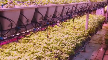 LED altında büyüyen mikro yeşiller kapalı alanda dikey çiftlikte ışık üretir. Sera koşullarında yetiştirilmiş fesleğen tohumları. Kontrollü çevre tarımı ve ekimi. Hidrofonik çiftlik.