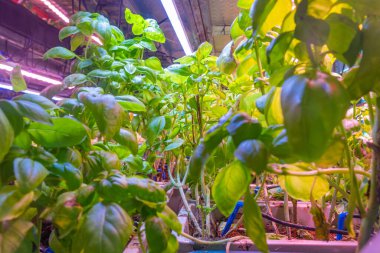 Kırmızı LED altında büyüyen fesleğenin yakın görüntüsü kapalı alanda sera koşullarına sahip dikey çiftlikte büyüyen ışıklar. Kontrollü çevre tarımı ve ekimi. Hidrofonik çiftlik.