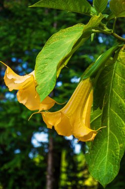 Big yellow Brugmansia called Angels Trumpets or Datura flowers clipart