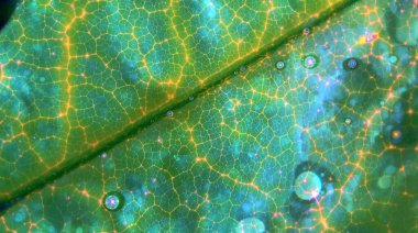 Aşırı yakın çekim makro görüntüsü aydınlatılmış yeşil yaprak damarları ve hücresel yapıların karmaşık ağını ortaya çıkarır. Parlayan sarı ve turuncu çizgiler, küçük, ışıltılı, yarı şeffaf yeşil ve mavi tonlarda ayrıntılı bir desen oluşturur.