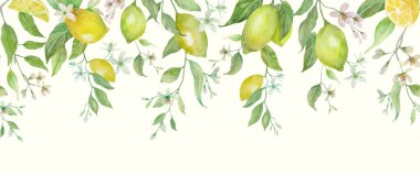 Limon dalları, narenciye meyveleri, beyaz çiçekler ve taze yeşil yaprakların yer aldığı elle boyanmış botanik dikişsiz bir sınır. Yumuşak doğal doku ve hassas detaylar parlak ve zarif bir yaz çiçeği tasarımı yaratır. Vektör EPS.