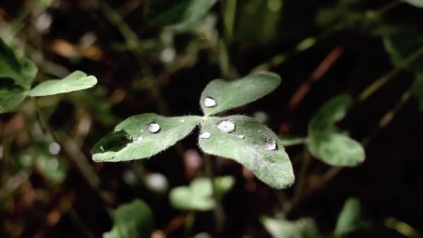 Forest plant with waterdrops, Siberia, Russia — Stock Video