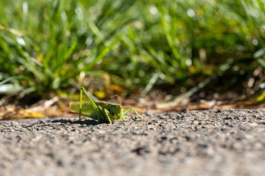 Yeşilliğe karşı uzun antenli büyük yeşil bir çekirgenin yakın plan çekimi.