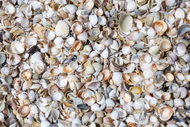 Bazıları kırık olan bir kabuk yığını. Mermiler her yere saçılmış. Görüntü sahil havası ve rahatlama hissi var.