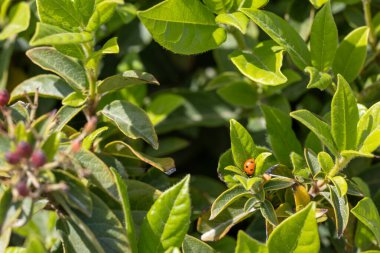 Bir uğur böceği bir bitki yaprağının üzerinde oturuyor. Yaprak yeşil ve üzerinde birkaç küçük böğürtlen var.
