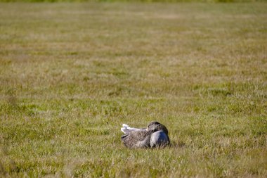 Bir ördek çimlerin üzerinde yatıyor. Çimler yeşil ve gökyüzü mavi. Sahne huzurlu ve sakin.