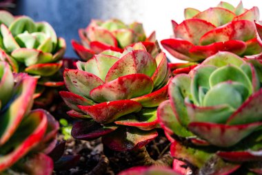 Renkli kırmızı ve yeşil sulu suların yakın çekimi güneş ışığında güneşlenerek doğal dokuları vurguluyor..