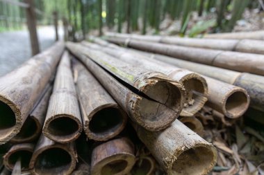 Yıpranmış bambu kütükleri, doğal dokuları vurgulayarak sakin bir orman ortamında yerde yatıyorlardı..