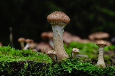 Karanlık bir ormanda yosunlu bir kütükten çıkan yaban mantarları..