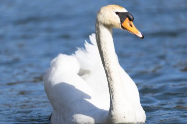 Zarif kuğu zarif bir şekilde berrak gölde süzülüyor parlak güneş ışığı beyaz tüyleri aydınlatıyor.